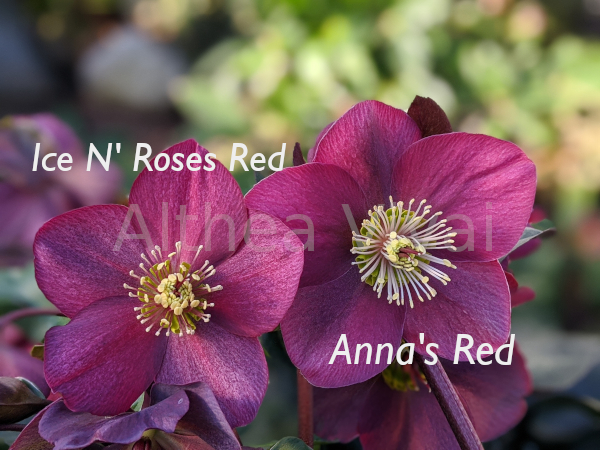 Confronto tra il fiore di Anna's Red e H. glandorfensis 'Red'.