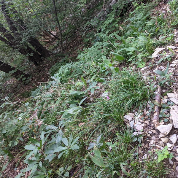 H. niger, Convallaria e Cyclamen sul sentiero n.7 per il Monte Cornizzolo