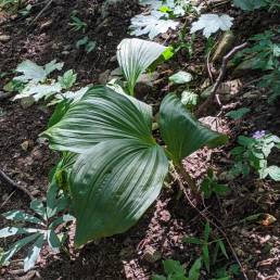 H. niger e Veratrum sul sentiero n.7 per il Monte Cornizzolo