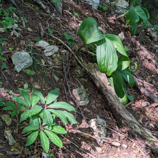 H. niger e Veratrum sul sentiero n.7 per il Monte Cornizzolo