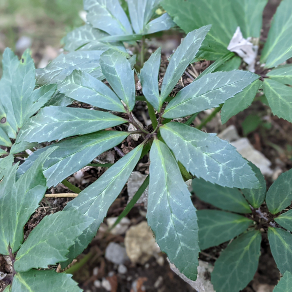 Helleborus niger