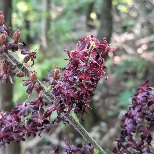 Veratrum nigrum sul sentiero n.7 per il Monte Cornizzolo