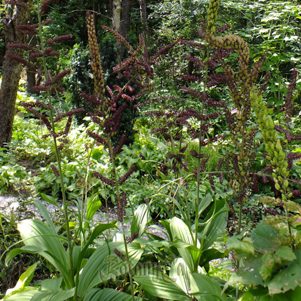 Veratrum nigrum pianta completa