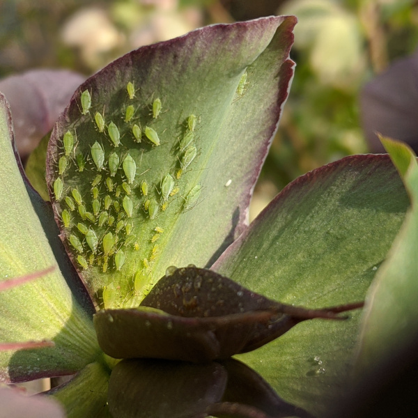 Afide (Macrosiphum hellebori) sui sepali del fiore dell'elleboro