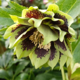 Helleborus x hybridus 'Doppio Verde Guttato' o 'Double Green Spotted'