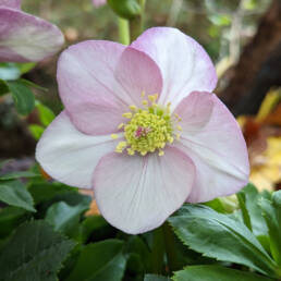 Helleborus x lemperii 'Liara'