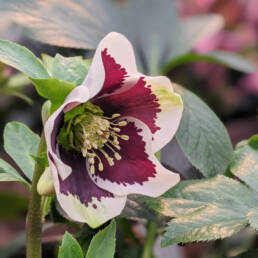 Helleborus x hybridus 