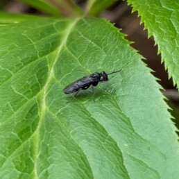 Adulto di Imenottero Tentredinide monophadnus (Hymenoptera Tenthredinidae Monophadnus)