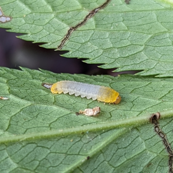 Larva matura di Tentredinide Hymenoptera tenthredinidae Monophadnus)