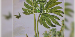 Una delle immagini simbolo di Orticola con un elleboro.