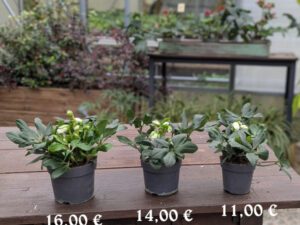 Tre misure di Helleborus niger in vendita