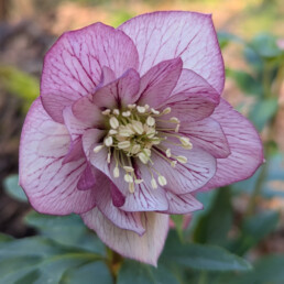 Fiore dell'elleboro 'Doppio Picotee' con sepali di colore chiaro e disegno creato dalle nervature porpora.