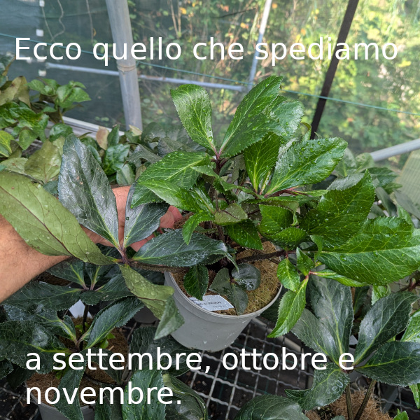 Glandorfensis in settembre, ottobre e novembre