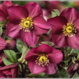 Fiori porpora dell'Helleborus x glandorfensis HGC Ice N'Roses Red Romance.