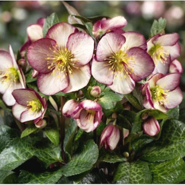 fiore bianco sfumato di porpora di Helleborus x glandorfensis HGC Ice N'Rose Macy Marble