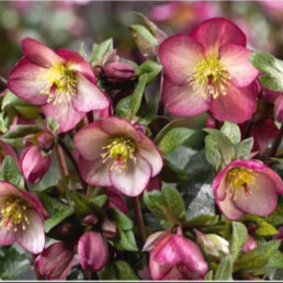 Fiore bianco rosato dell'Helleborus x glandorfensis HGC Ice N'Rose Mary Marble