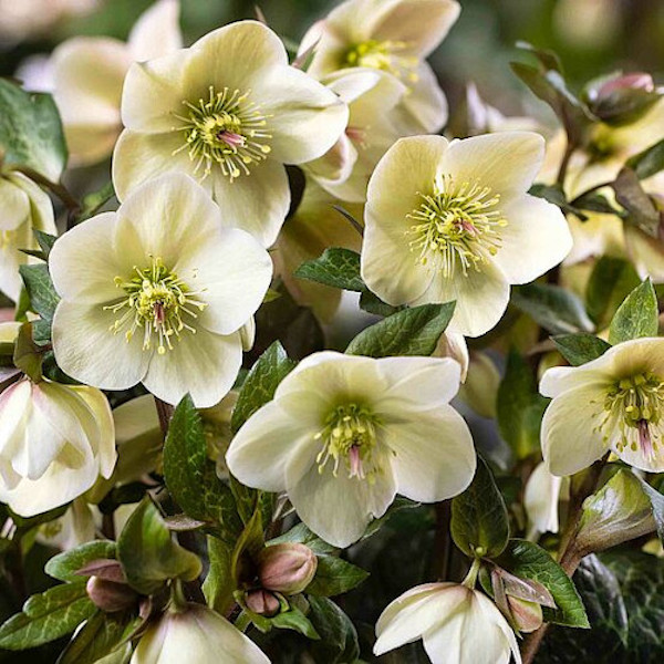 Fiore bianco di Helleborus x glandorfensis HGC Ice N'Roses Milla Marble
