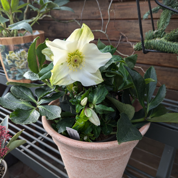 pianta in vaso di Helleborus x lemperii Winter Ballet Honey. Pianta con un solo fiore aperto e parecchi boccioli.