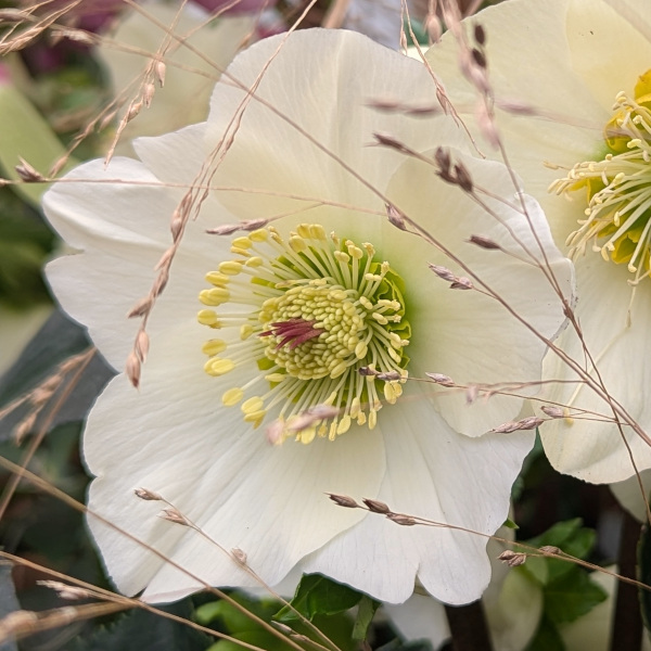 fiore di Helleborus x lemperii HGC Winter Ballet Honey colore bianco-giallo miele