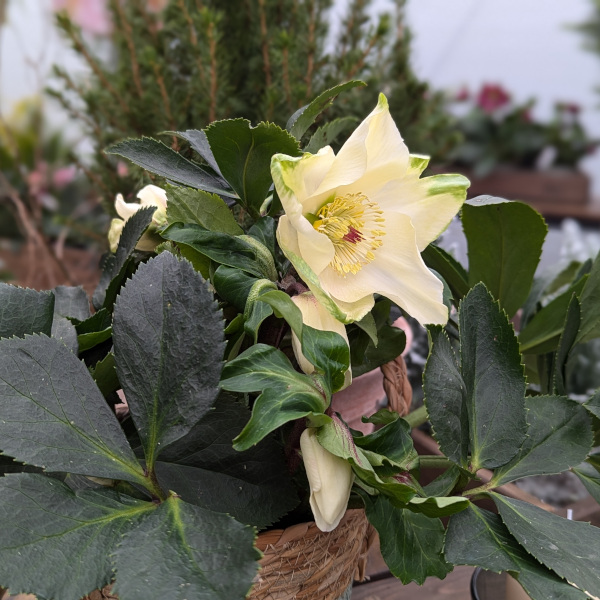 Pianta in vaso dell'Helleborus x lemperii Winter Ballet Honey con un fiore appena aperto. E' ben visibile il tipico colore di questa varietà il cui fiore è bianco con sfumature giallo miele